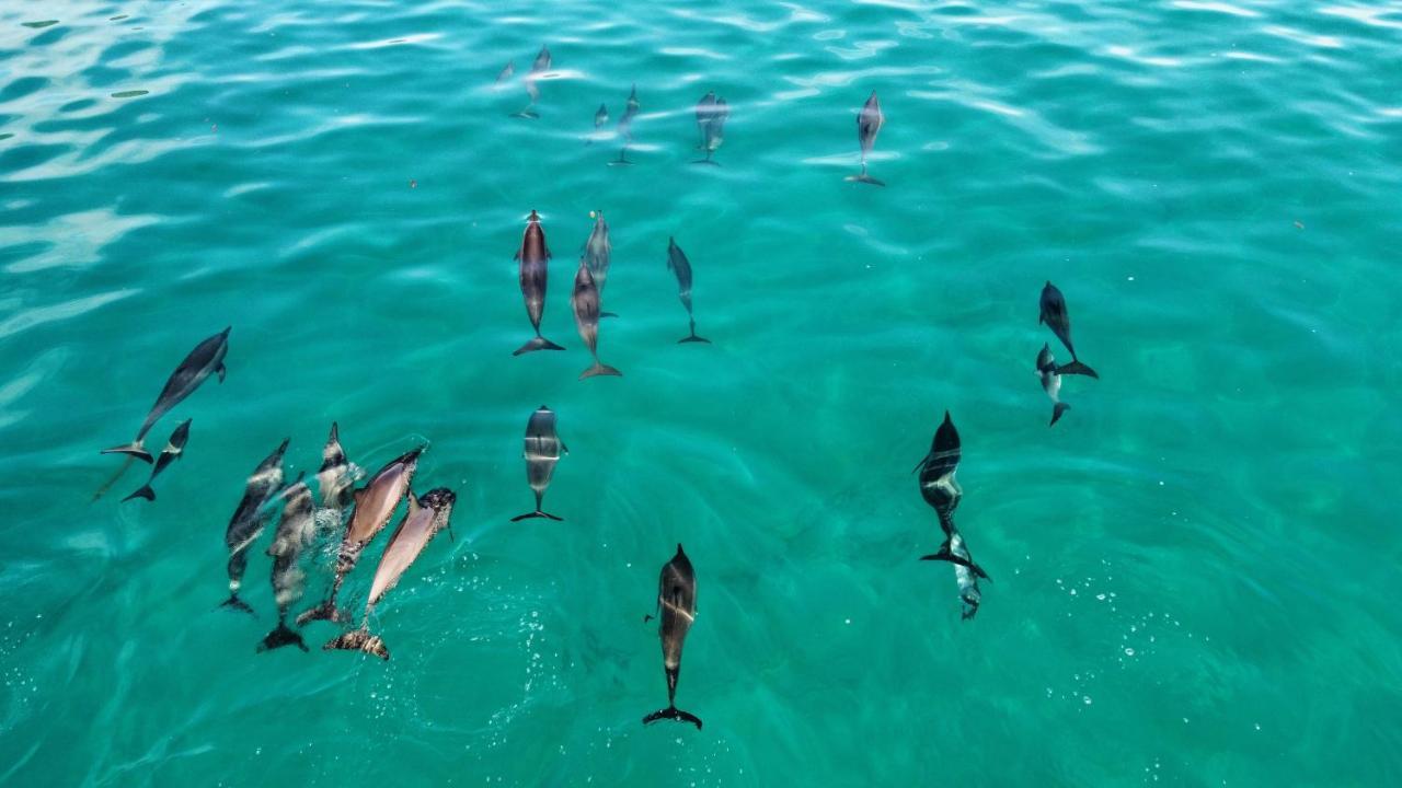 Superbe Bord De Mer, Acces Lagon Et Piscine Privee Paea Εξωτερικό φωτογραφία